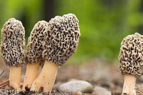 羊肚菌是發(fā)物嗎？羊肚菌屬于發(fā)物嗎？