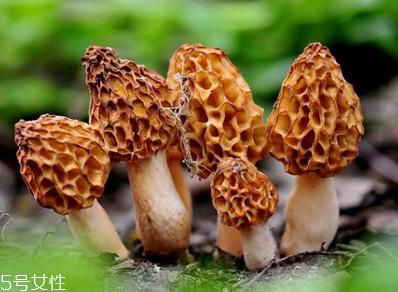 羊肚菌是發(fā)物嗎？羊肚菌屬于發(fā)物嗎？
