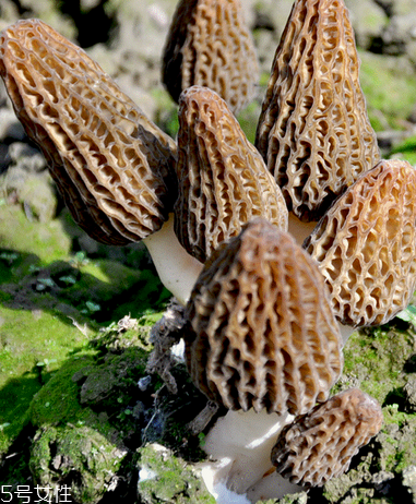 羊肚菌是什么顏色？羊肚菌是什么樣的