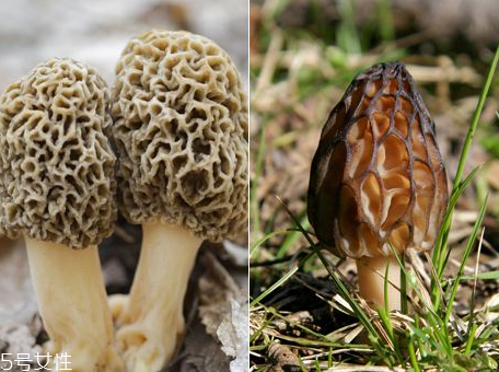 羊肚菌是什么顏色？羊肚菌是什么樣的