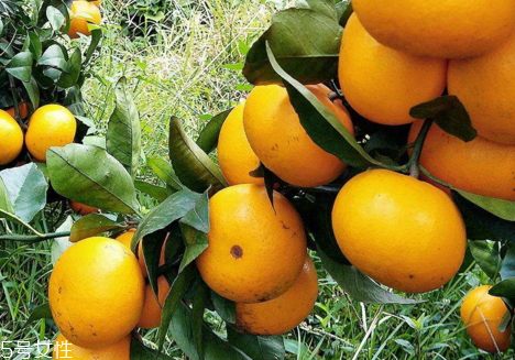 澳柑和沃柑的區(qū)別 澳柑是橘子還是橙子 澳柑和沃柑的區(qū)別 澳柑是橘子還是橙子