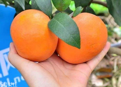 澳柑和沃柑的區(qū)別 澳柑是橘子還是橙子 澳柑和沃柑的區(qū)別 澳柑是橘子還是橙子