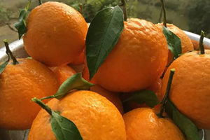 青見柑橘上火嗎？青見柑橘一天吃幾個(gè)好