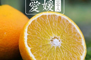 愛媛38號是橙子還是橘子？愛媛38號適合哪里種植？