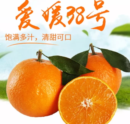 愛媛38號是橙子還是橘子？愛媛38號適合哪里種植？