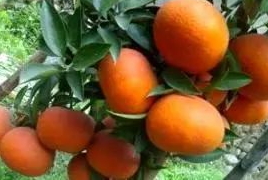 愛媛28與愛媛38的區(qū)別 愛媛42號(hào)和愛媛38區(qū)別