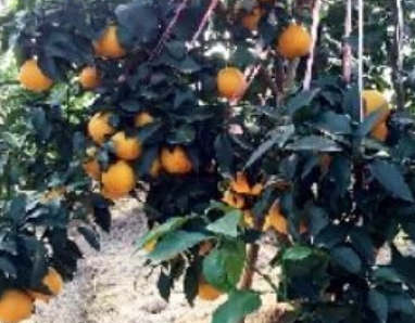 愛媛28與愛媛38的區(qū)別 愛媛42號(hào)和愛媛38區(qū)別