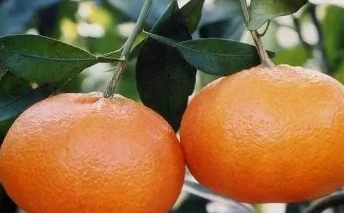 愛媛28與愛媛38的區(qū)別 愛媛42號(hào)和愛媛38區(qū)別