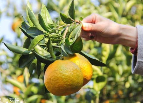 甌柑孕婦可以吃嗎 孕婦吃甌柑的好處 甌柑孕婦可以吃嗎 孕婦吃甌柑的好處