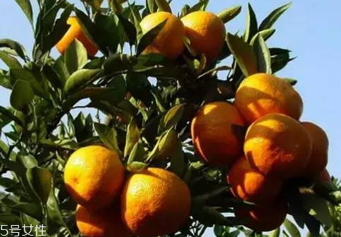 甌柑孕婦可以吃嗎 孕婦吃甌柑的好處 甌柑孕婦可以吃嗎 孕婦吃甌柑的好處