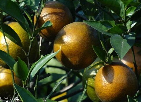 甌柑上火嗎 甌柑可以多吃嗎 甌柑上火嗎 甌柑可以多吃嗎