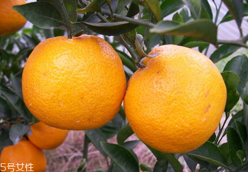 甌柑上火嗎 甌柑可以多吃嗎 甌柑上火嗎 甌柑可以多吃嗎