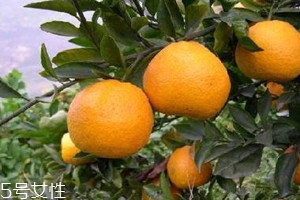 甌柑上火嗎 甌柑可以多吃嗎 甌柑上火嗎 甌柑可以多吃嗎