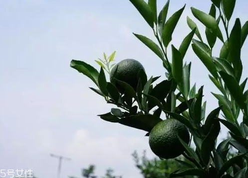 小青柑會(huì)發(fā)霉嗎？小青柑如何保存？