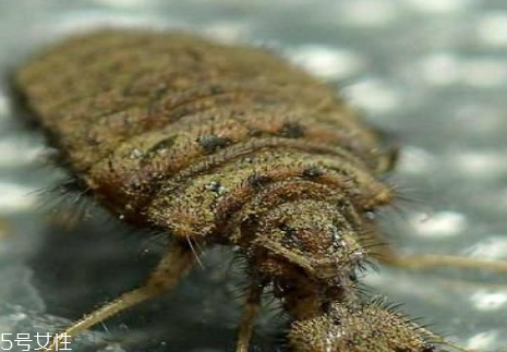 沙牛怎么養(yǎng)殖 沙?？梢匀斯ゐB(yǎng)殖嗎