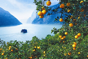 倫晚臍橙多少錢一斤？倫晚臍橙為什么這么火