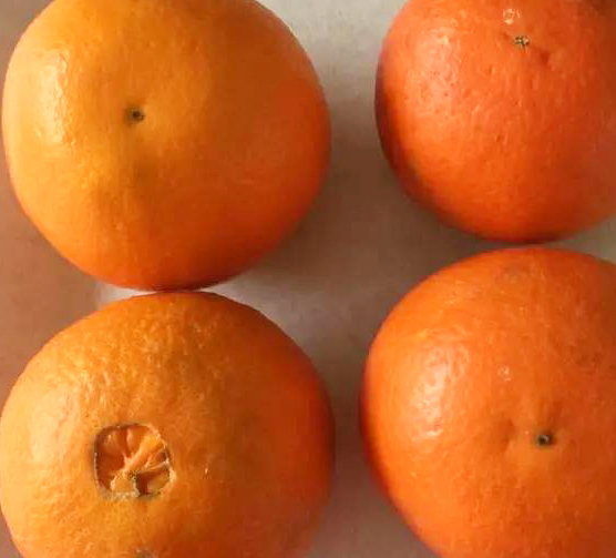 倫晚臍橙和夏橙哪個好？倫晚臍橙和其他橙子的區(qū)別