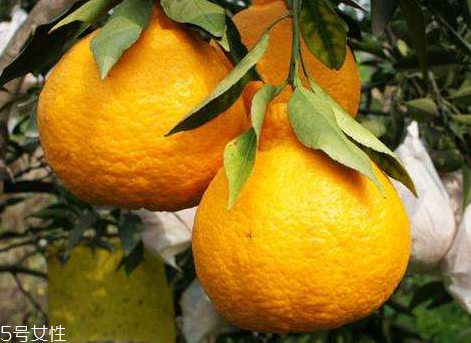 丑柑是涼性還是熱性 丑柑什么人不能吃 丑柑是涼性還是熱性 丑柑什么人不能吃