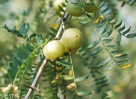 油柑孕婦可以吃嗎 油柑怎么吃 油柑孕婦可以吃嗎 油柑怎么吃