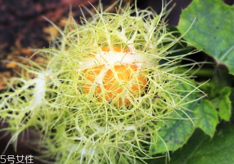 孕婦能吃龍珠果嗎 孕婦吃龍珠果的好處 孕婦能吃龍珠果嗎 孕婦吃龍珠果的好處