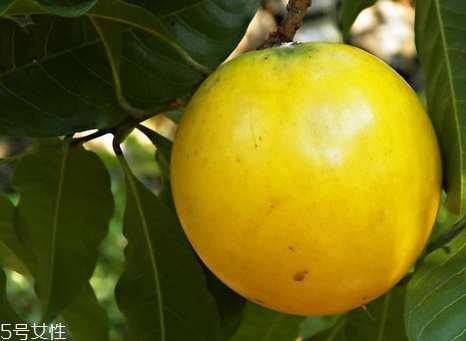 黃晶果怎么吃 黃晶果怎么保存 黃晶果怎么吃 黃晶果怎么保存