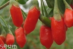 寧夏枸杞子多少錢一斤？寧夏枸杞價(jià)格