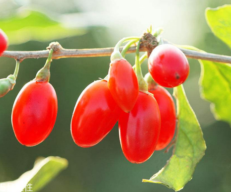 枸杞是哪個(gè)地方的特產(chǎn)？哪里產(chǎn)的枸杞好？