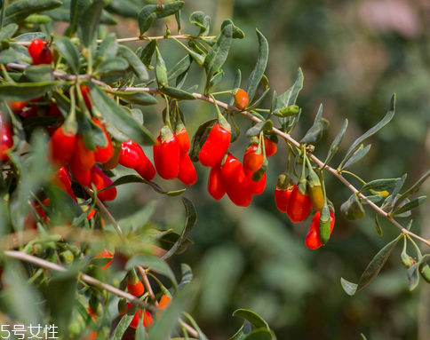 枸杞是哪個(gè)地方的特產(chǎn)？哪里產(chǎn)的枸杞好？