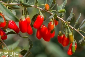 枸杞是發(fā)物嗎？枸杞屬于發(fā)物嗎？