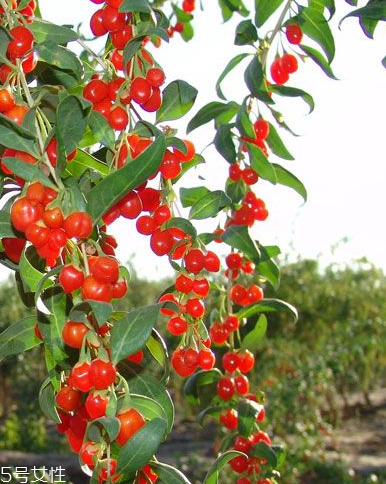 枸杞是發(fā)物嗎？枸杞屬于發(fā)物嗎？