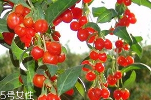 枸杞是大的好還是小的好？枸杞買(mǎi)大還是買(mǎi)?。?></p><h3 style=