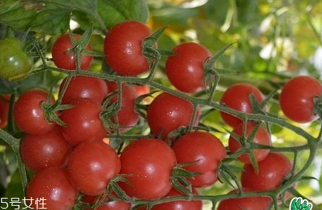 粉貝貝是什么水果 粉貝貝和千禧果哪個好 粉貝貝是什么水果 粉貝貝和千禧果哪個好