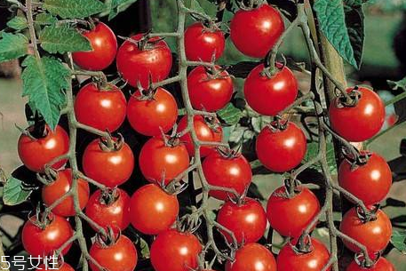 櫻桃蕃茄幾月播種 櫻桃蕃茄怎么種植 櫻桃蕃茄幾月播種 櫻桃蕃茄怎么種植