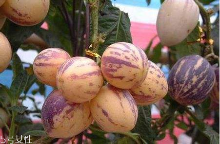 香瓜茄怎么種植 香瓜茄的種植方法 香瓜茄怎么種植 香瓜茄的種植方法