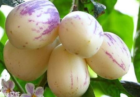 香瓜茄怎么種植 香瓜茄的種植方法 香瓜茄怎么種植 香瓜茄的種植方法