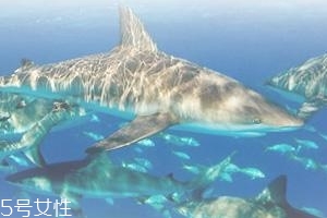 角鯊烯的功效與作用 角鯊烯的功效與作用