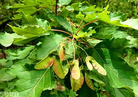 翅果茶是什么 翅果茶的功效與作用 翅果茶是什么 翅果茶的功效與作用