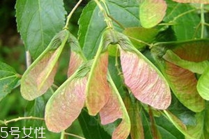 翅果茶是什么 翅果茶的功效與作用 翅果茶是什么 翅果茶的功效與作用