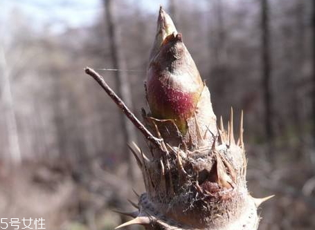 刺老芽怎么保存 刺老芽可以放冰箱嗎 刺老芽怎么保存 刺老芽可以放冰箱嗎