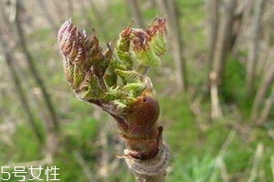 刺老芽怎么保存 刺老芽可以放冰箱嗎 刺老芽怎么保存 刺老芽可以放冰箱嗎