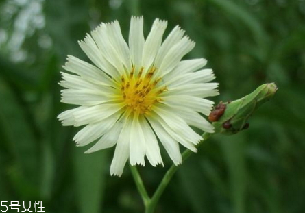 翅果菊的功效和作用 翅果菊的藥用價(jià)值 翅果菊的功效和作用 翅果菊的藥用價(jià)值