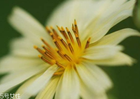 翅果菊的功效和作用 翅果菊的藥用價(jià)值 翅果菊的功效和作用 翅果菊的藥用價(jià)值