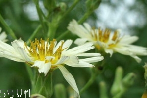 翅果菊的功效和作用 翅果菊的藥用價(jià)值 翅果菊的功效和作用 翅果菊的藥用價(jià)值