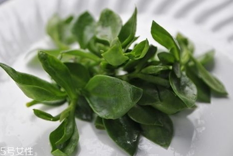 人參菜孕婦能吃嗎 孕婦吃人參菜的好處 人參菜孕婦能吃嗎 孕婦吃人參菜的好處