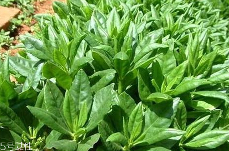 人參菜孕婦能吃嗎 孕婦吃人參菜的好處 人參菜孕婦能吃嗎 孕婦吃人參菜的好處