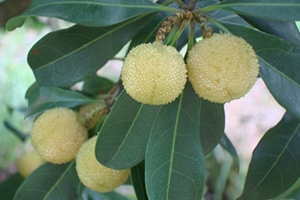 哪里能買到白楊梅？白楊梅上市時間