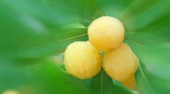 哪里能買到白楊梅？白楊梅上市時(shí)間