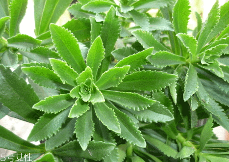 高鈣菜多少錢一斤 高鈣菜的營養(yǎng)價值 高鈣菜多少錢一斤 高鈣菜的營養(yǎng)價值