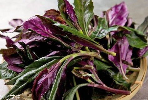 觀音菜孕婦能吃嗎 孕婦吃觀音菜的好處 觀音菜孕婦能吃嗎 孕婦吃觀音菜的好處