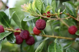 云南楊梅什么時(shí)候成熟？云南楊梅哪里產(chǎn)的